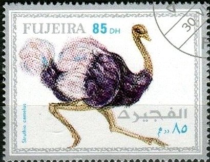 Struthio camelus