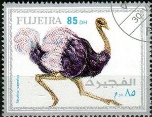 Stamp, Struthio camelus, Fujairah (Fujeira),  , Birds
