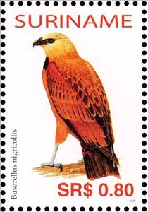 Stamp, Black-collared Hawk    Busarellus nigricollis, Suriname,  , Birds