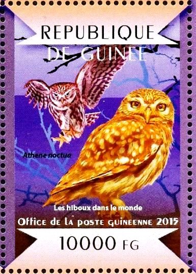 Little Owl (Athene noctua)