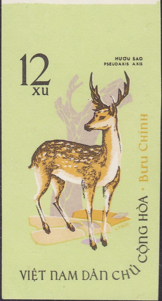 Spotted Deer (Axis axis)
