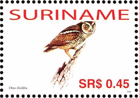 Tropical Screech Owl    Megascops choliba