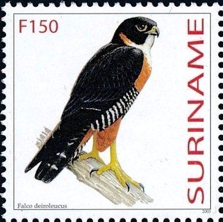 Falco deiroleucus
