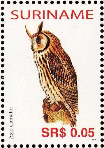 Striped Owl    Pseudoscops clamator