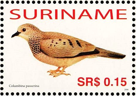Common Ground Dove    Columbina passerina