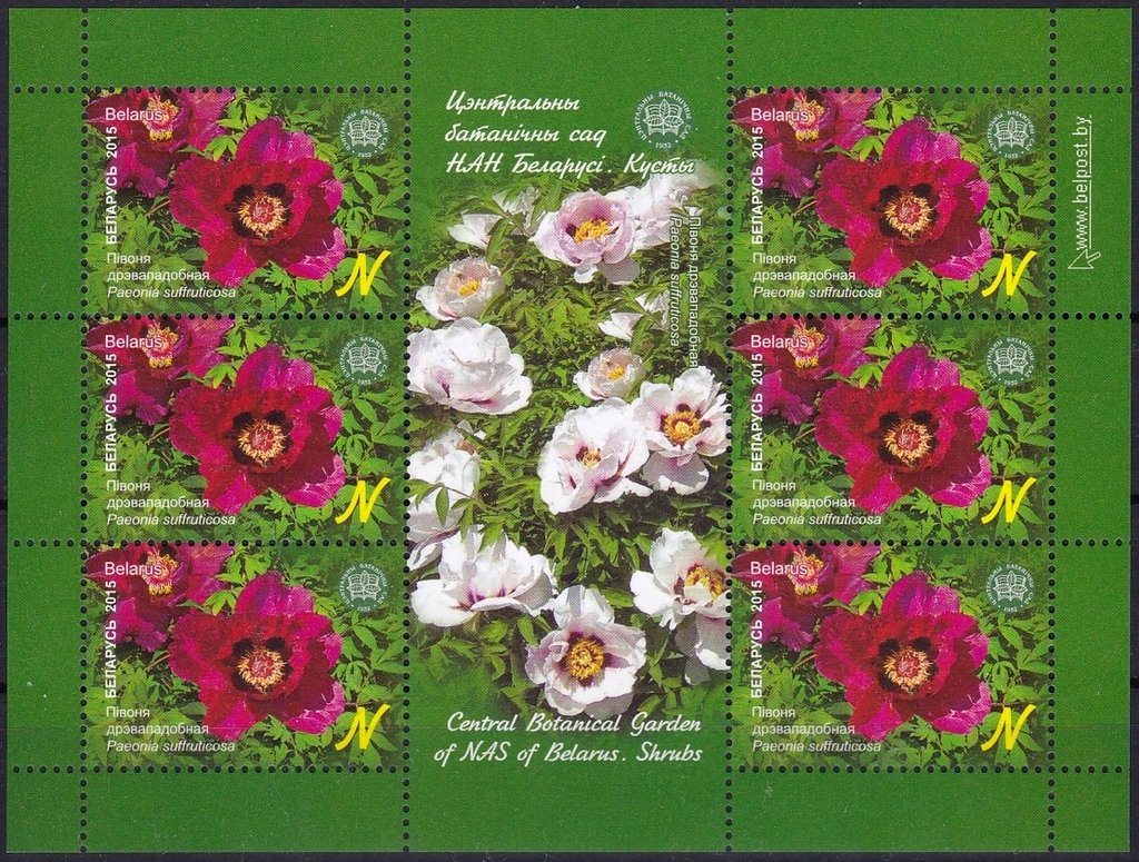 Paeonia suffruticosa