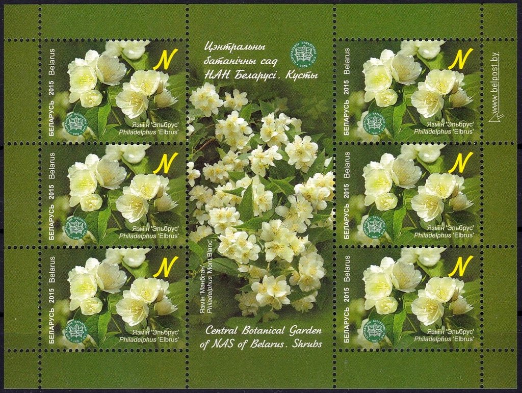 Philadelphus 'Elbrus'