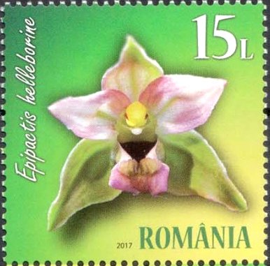 Broad-leaved Helleborine (Epipactis Helleborine)