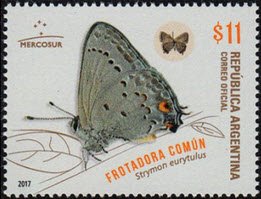 Frotadora Común (Strymin eurytulus)