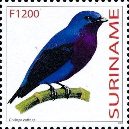Cotinga cotinga