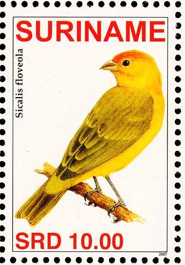 Saffron Finch    Sicalis flaveola