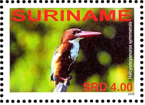 White-throated Kingfisher    Halcyon smyrnensis