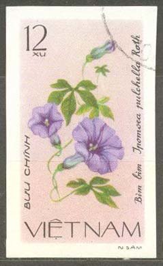 Ipomoea Pulchella