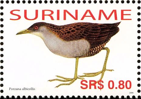 Ash-throated Crake    Porzana albicollis