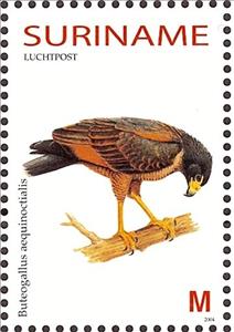 Stamp, Rufous Crab Hawk    Buteogallus aequinoctialis, Suriname,  , Birds