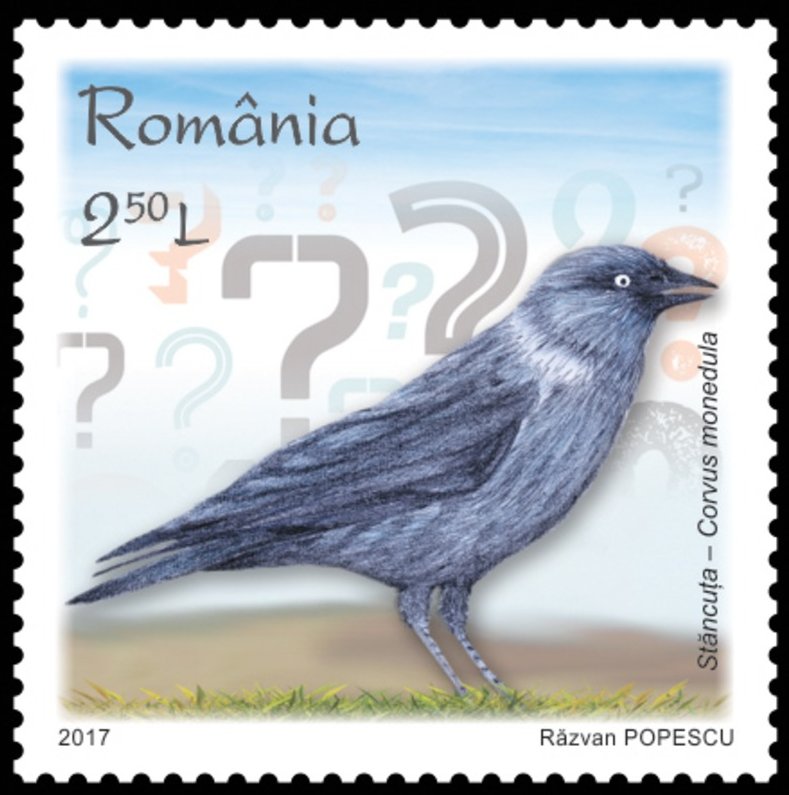 European jackdaw (Corvus monedula)
