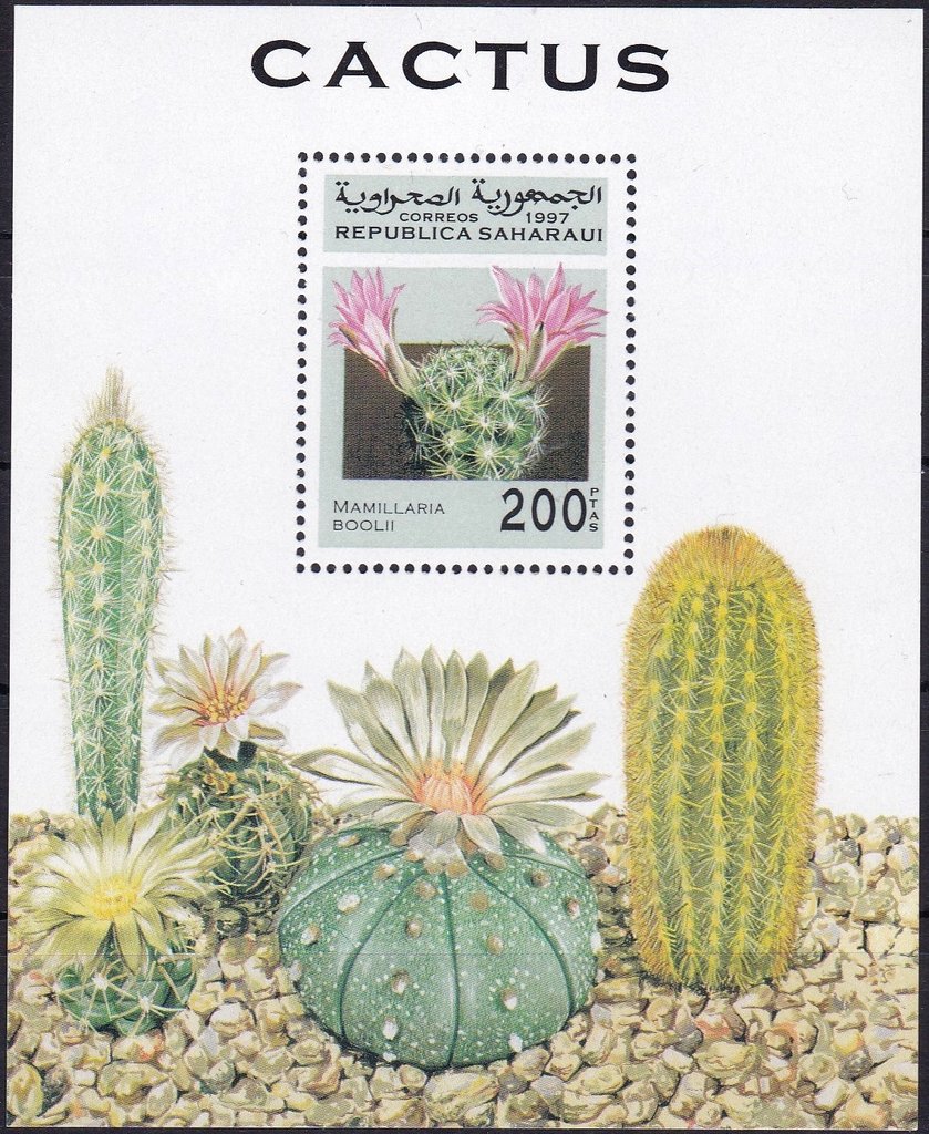 Mamillaria boolii