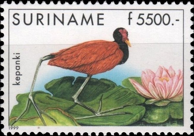 Jacana jacana