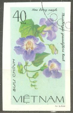 Blue Trumpet Vine - Thunbergia grandiflora