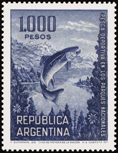 Brown Trout (Salmo trutta)