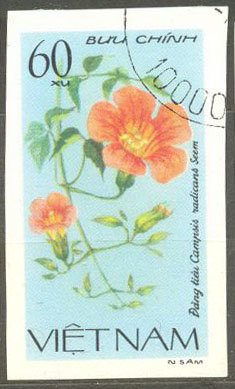 Trumpet Creeper (campsis Radicans)