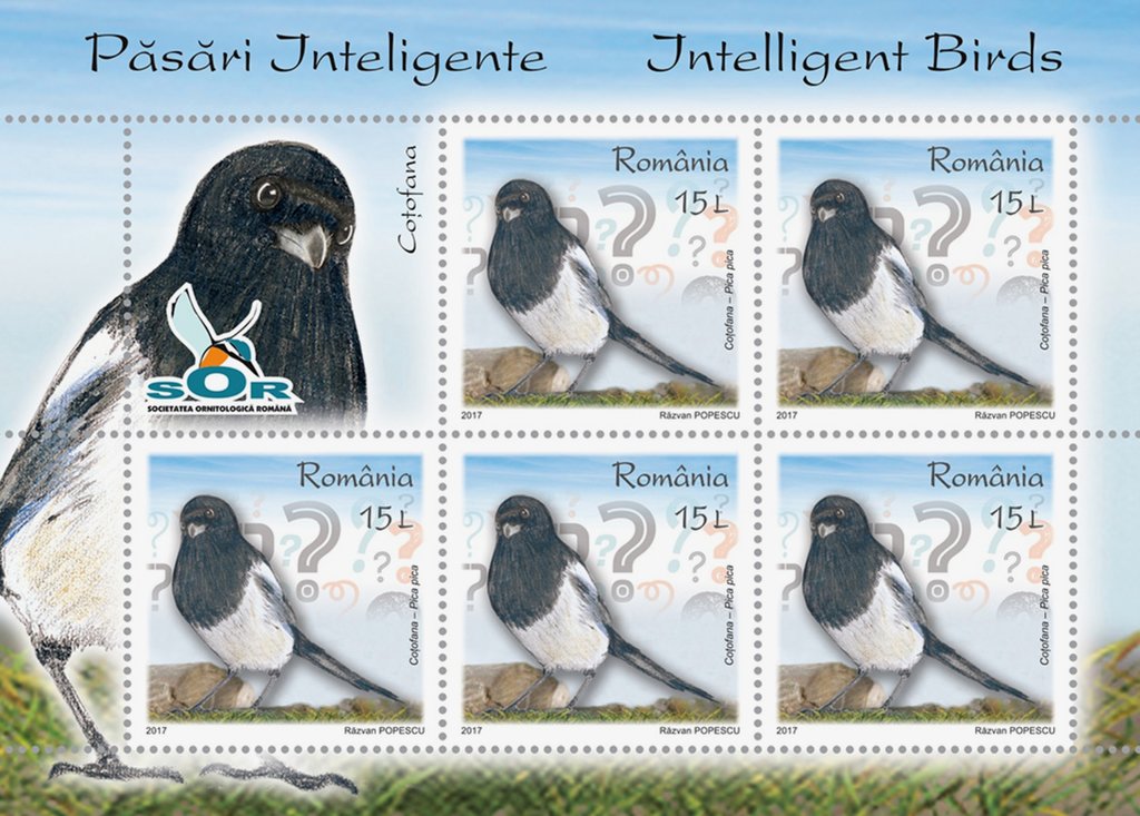 Common magpie (Pica Pica)