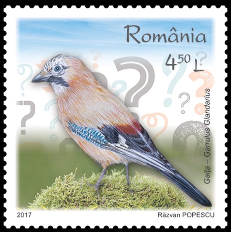 Eurasian jay (Garrulus glandarius)
