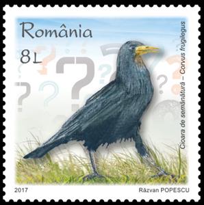 Stamp, Rook (Corvus frugilegus), Romania,  , Animals (Fauna), Birds