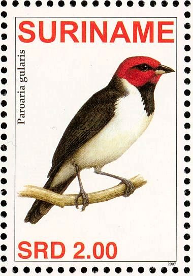 Red-capped Cardinal    Paroaria gularis