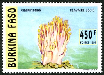 Ramaria formosa
