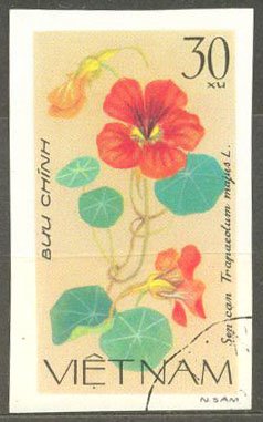 Tropaeolum (tropaeolum Majus)