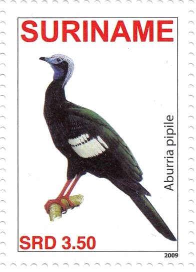 Blue-throated Piping Guan    Pipile cumanensis