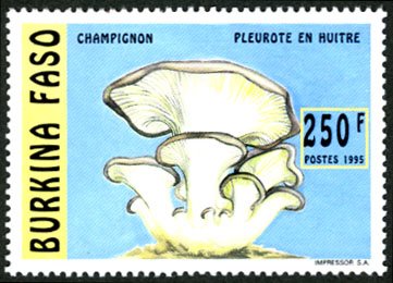 Pleurotus ostreatus