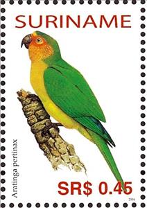 Stamp, Brown-throated Parakeet    Eupsittula pertinax, Suriname,  , Birds
