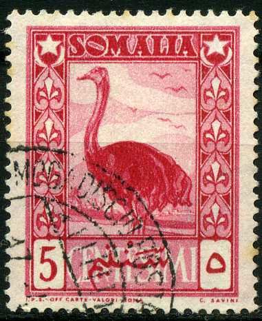 Somali Ostrich (Struthio molybdophanes)