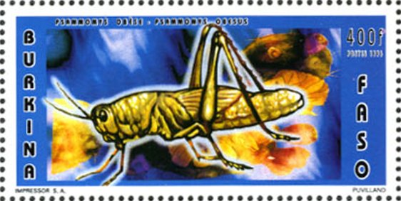 Migratory Locust (Locusta migratoria)