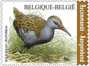 Stamp, Water rail - Râle d'eau - Waterral, Belgium,  , Animals (Fauna), Birds