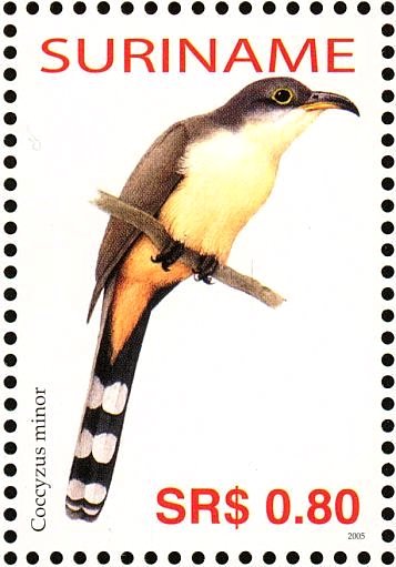 Mangrove Cuckoo    Coccyzus minor
