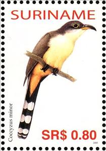 Stamp, Mangrove Cuckoo    Coccyzus minor, Suriname,  , Birds