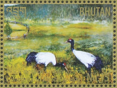Black-necked Crane (Grus nigricollis)