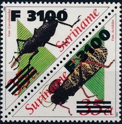 Phina barbirostris & Acrididae (Over Printed)