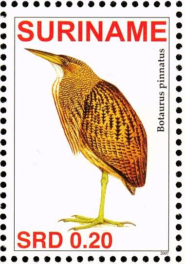 Pinnated Bittern    Botaurus pinnatus