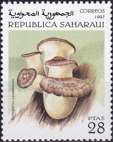 Polyporus squamosus