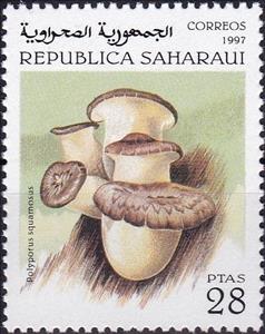 Stamp, Polyporus squamosus, Cinderellas,  , Mushrooms