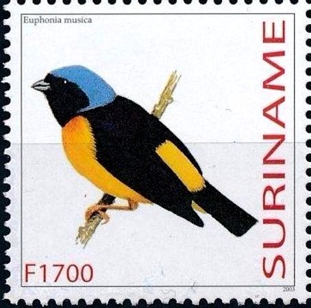 Euphonia cyanocephala
