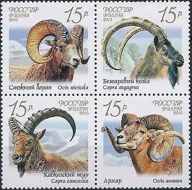 Wild Goats and Rams