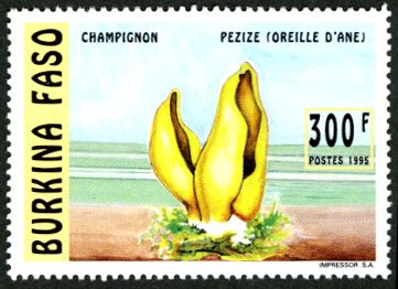 Peziza onotica