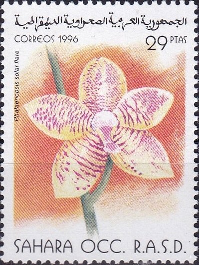 Phalaenopsis solar flare