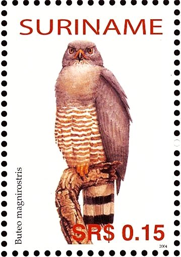 Roadside Hawk    Rupornis magnirostris