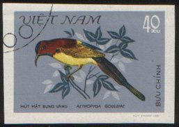 Gould's Sunbird (Aethopyga gouldiae)